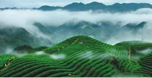 5年內茶葉全產業鏈產值突破1500億元促進美麗茶鄉全面發展