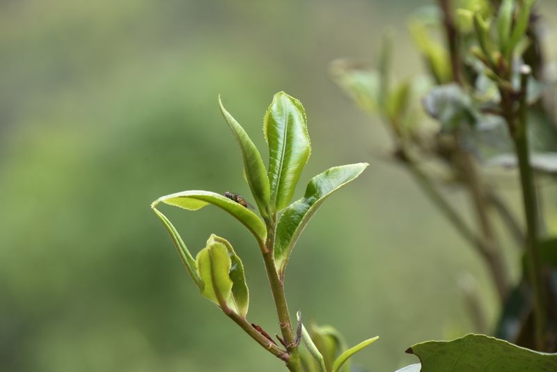 云南刮風寨2022年古樹春茶多少錢一斤