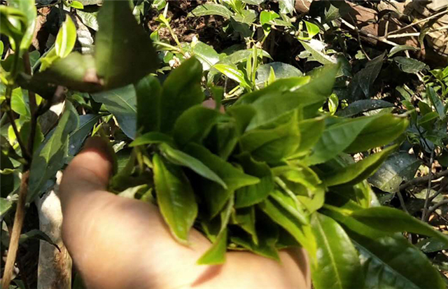 2022年麻黑古樹茶春茶價格是多少錢一公斤？