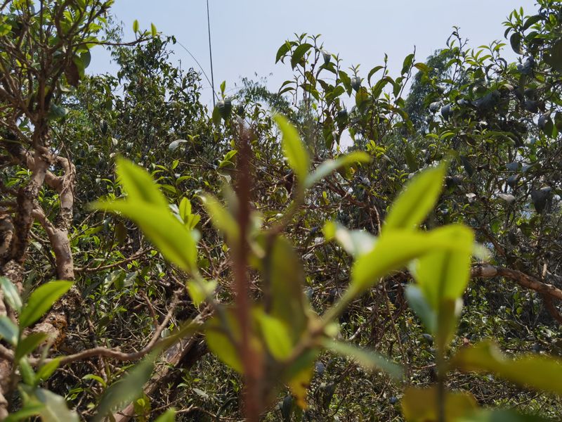 2022年落水洞古樹茶春茶價格多少錢