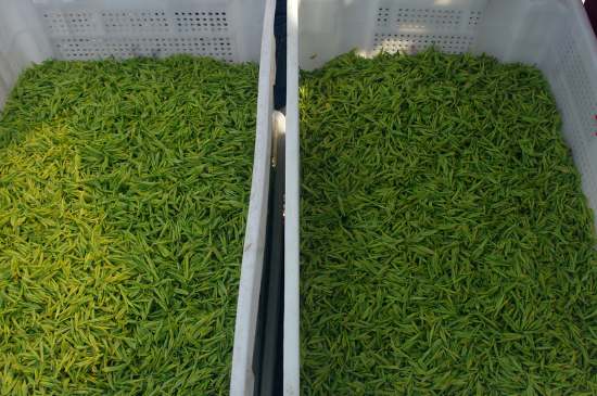 什么茶葉適合用蒸茶器，什么茶可以蒸