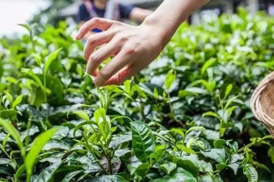 綠茶加工工藝流程圖，綠茶的加工制作包含哪幾個步驟？