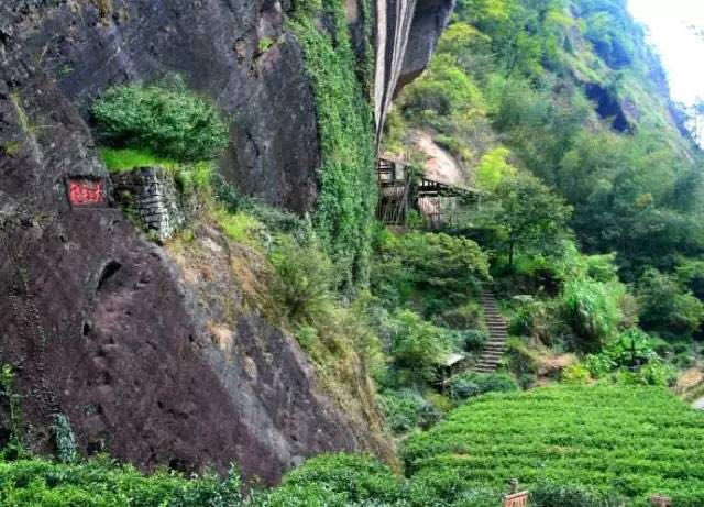 武夷山為什么盛產茶葉，武夷山茶為什么好喝？
