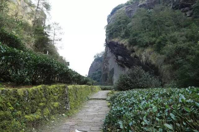 武夷山為什么盛產茶葉，武夷山茶為什么好喝？