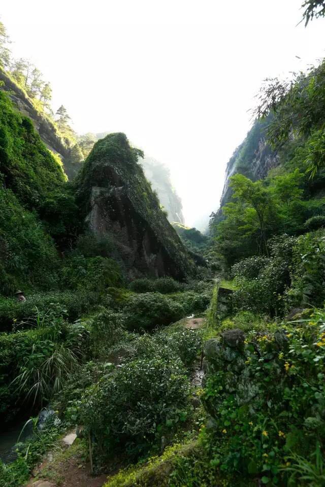 武夷山為什么盛產茶葉，武夷山茶為什么好喝？