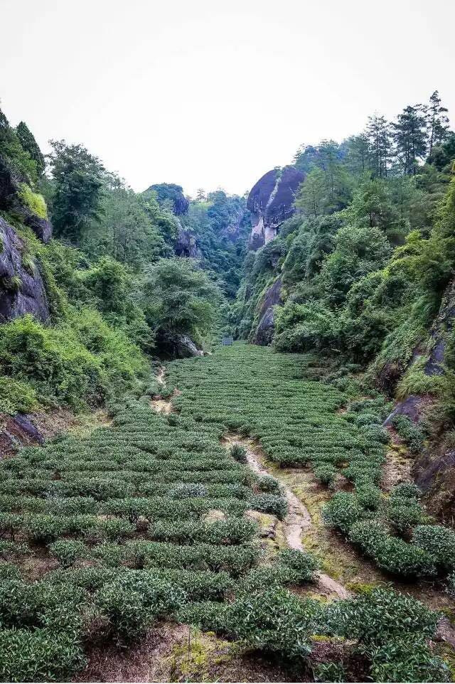 武夷山為什么盛產茶葉，武夷山茶為什么好喝？