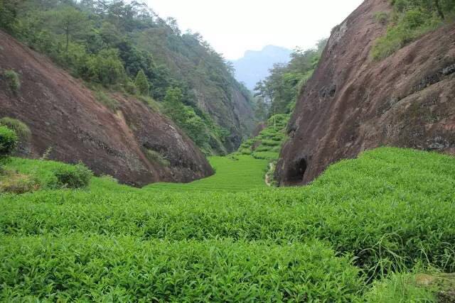 武夷山為什么盛產茶葉，武夷山茶為什么好喝？