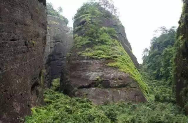武夷山為什么盛產茶葉，武夷山茶為什么好喝？