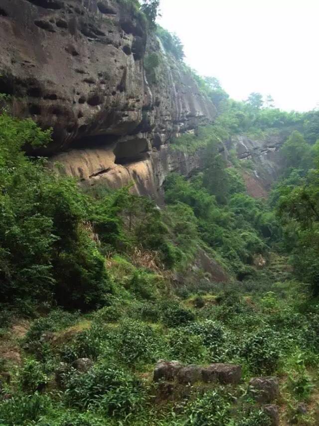 武夷山為什么盛產茶葉，武夷山茶為什么好喝？