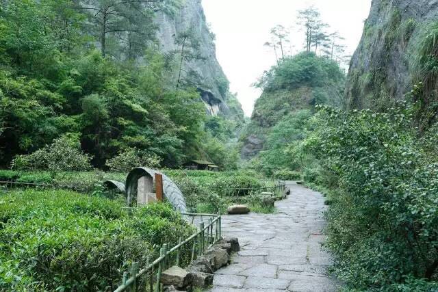 武夷山為什么盛產茶葉，武夷山茶為什么好喝？