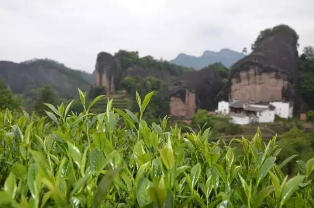 武夷山為什么盛產茶葉，武夷山茶為什么好喝？