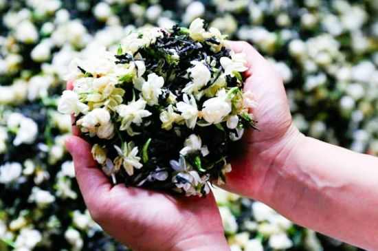 茉莉花和什么在一起喝好，茉莉花喝什么茶搭配？