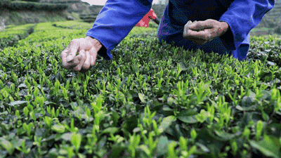 摘茶葉最快的方法，采摘茶葉怎么才能快？