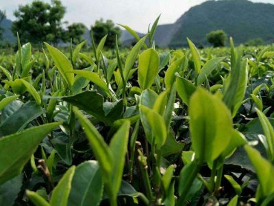 茶葉具有什么功效，a