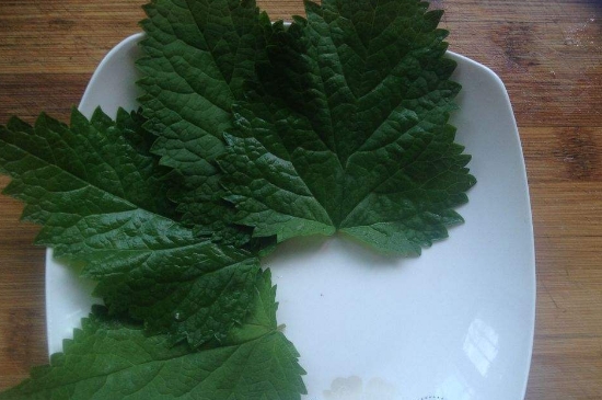 薄荷茶的功效與作用，喝薄荷茶有什么好處？