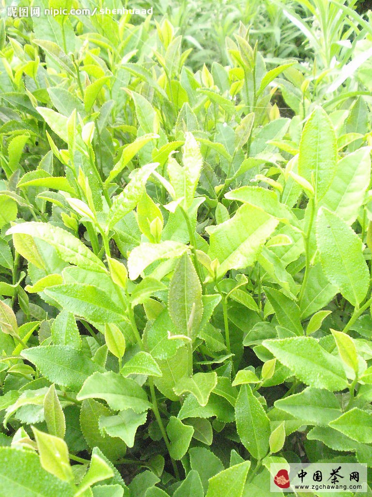 信陽毛尖的品質特點和歷史傳說