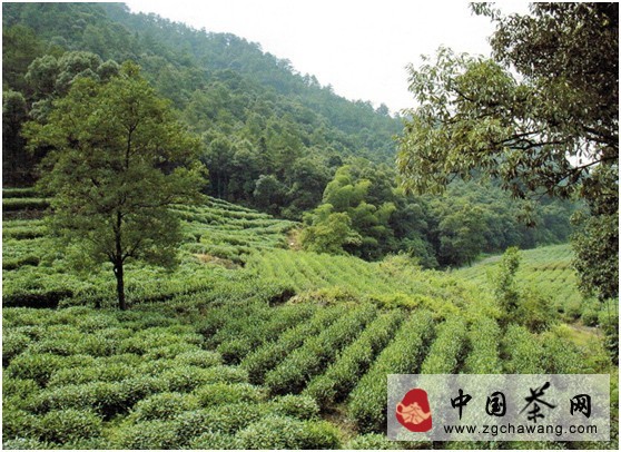 黃山毛峰有機茶的種植技術