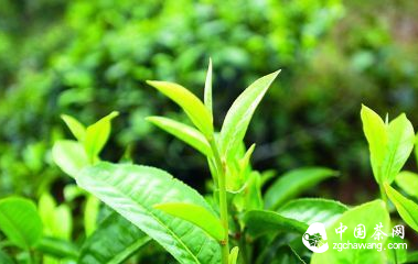 十六大產茶山的普洱茶特點