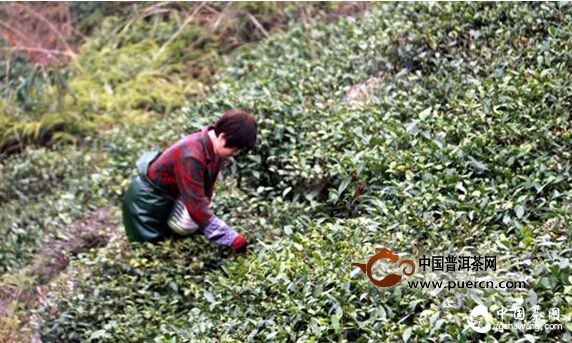 福鼎點頭：第一茬春茶已開采