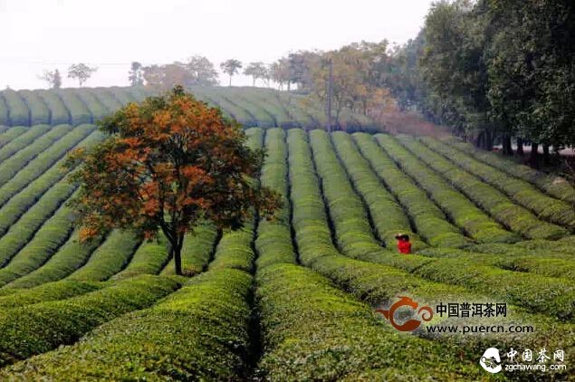 煙花三月去茶山，收獲心情與好茶 
