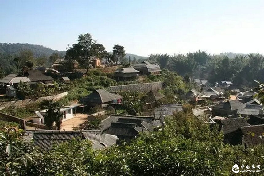 滇南2015年春茶市場溫和回落，老班章鮮葉價格誰說了算？