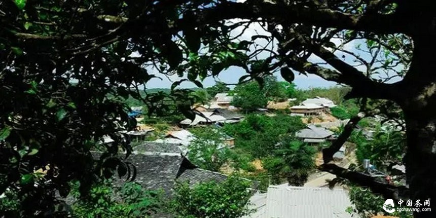 滇南2015年春茶市場溫和回落，老班章鮮葉價格誰說了算？