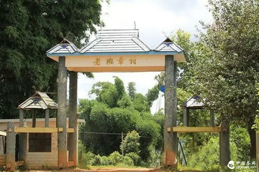 滇南2015年春茶市場溫和回落，老班章鮮葉價格誰說了算？