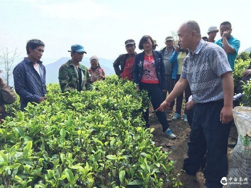 云南滄源：開展生態茶園培訓讓茶業增產增質