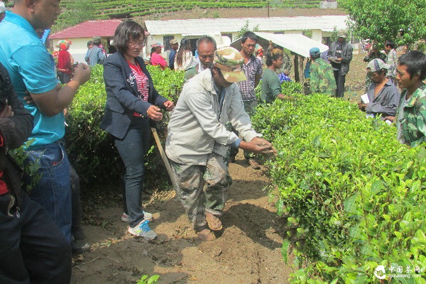 云南滄源：開展生態茶園培訓讓茶業增產增質