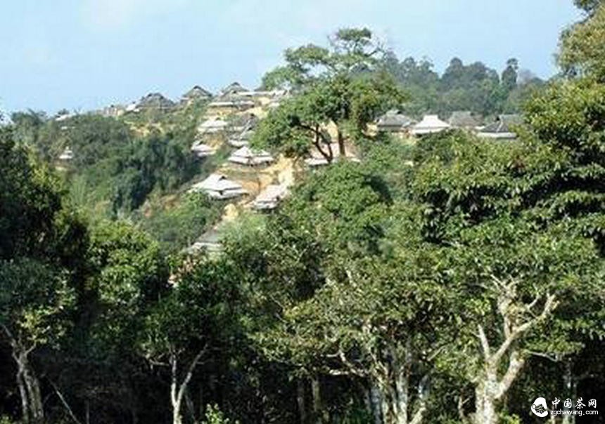 普洱茶投資分析：普及文化才能從根本上推動(dòng)古樹茶的發(fā)展
