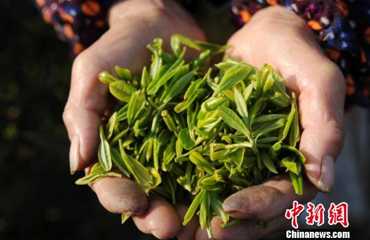 一年之中品質最好的廬山云霧茶“明前茶”開始進入市場。　胡國林　攝