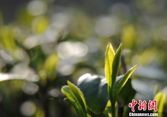 今年以來，受持續陰雨影響，廬山云霧茶產區春茶開采期較往年有所推遲。　胡國林　攝