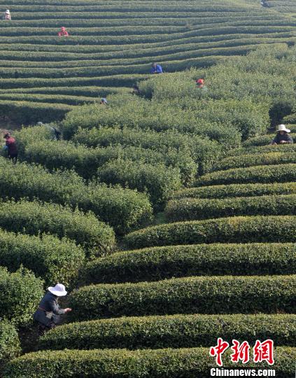 采茶工在江西省廬山北山茶廠種植基地采摘廬山云霧“明前茶”。　胡國林　攝