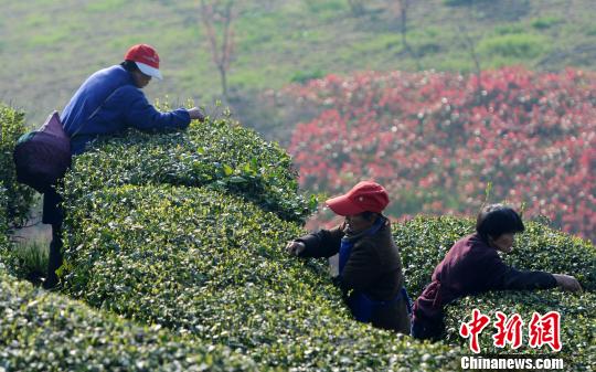 清明臨近，廬山云霧茶種植基地開始大規模采摘春茶。　胡國林　攝