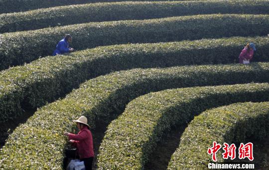 采茶工在采摘廬山云霧“明前茶”。　胡國林　攝