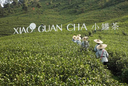 攜手陳喬恩、陳漫 小罐茶玩轉現代派春茶-焦點中國網