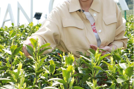 攜手陳喬恩、陳漫 小罐茶玩轉現代派春茶-焦點中國網