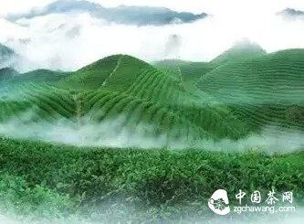 春茶，喚醒你的活力！